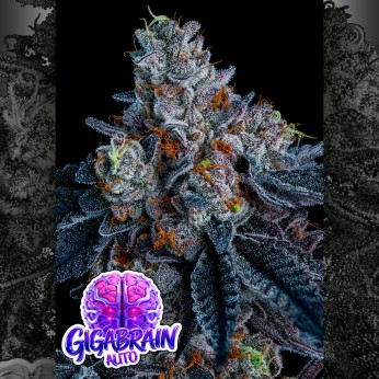 Semillas de autoflorecientes  Auto Giga Brain de Anesia Seeds.