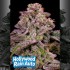 Semillas de autoflorecientes  Auto Hollywood Rain de Anesia Seeds.