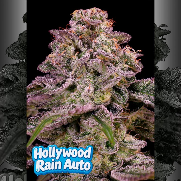 Semillas de autoflorecientes  Auto Hollywood Rain de Anesia Seeds.