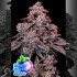 Semillas de autoflorecientes  Auto Mangosteen Glitch de Anesia Seeds.