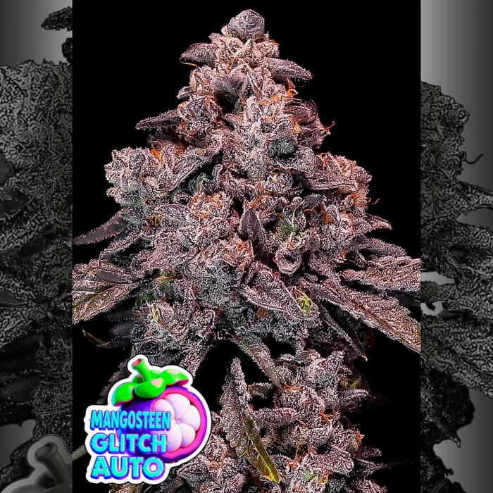 Semillas de autoflorecientes  Auto Mangosteen Glitch de Anesia Seeds.