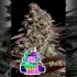 Semillas de autoflorecientes  Auto Think Tank de Anesia Seeds.