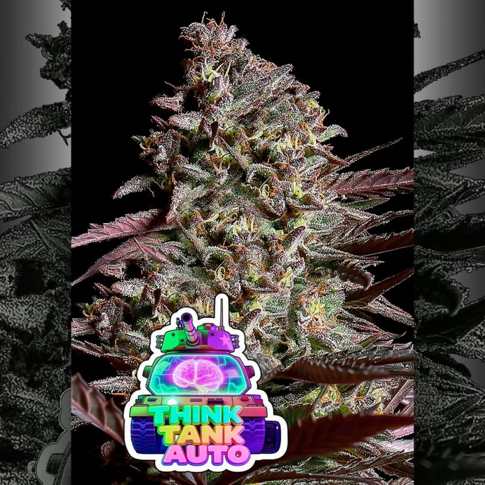 Semillas de autoflorecientes  Auto Think Tank de Anesia Seeds.