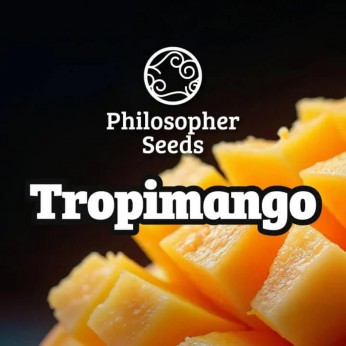 Semillas feminizadas Tropimango de Philosopher Seeds, cogollo resinoso.