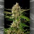 Semillas feminizadas Lemon OG Candy de Philosopher Seeds, punta principal.