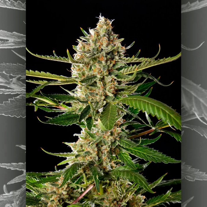 Semillas feminizadas Lemon OG Candy de Philosopher Seeds, punta principal.