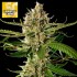 Semillas feminizadas Lemon OG Candy de Philosopher Seeds.