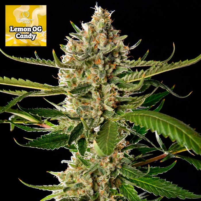 Semillas feminizadas Lemon OG Candy de Philosopher Seeds.