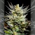 Semillas feminizadas Fruity Jack de Philosopher Seeds, cogollo grande.