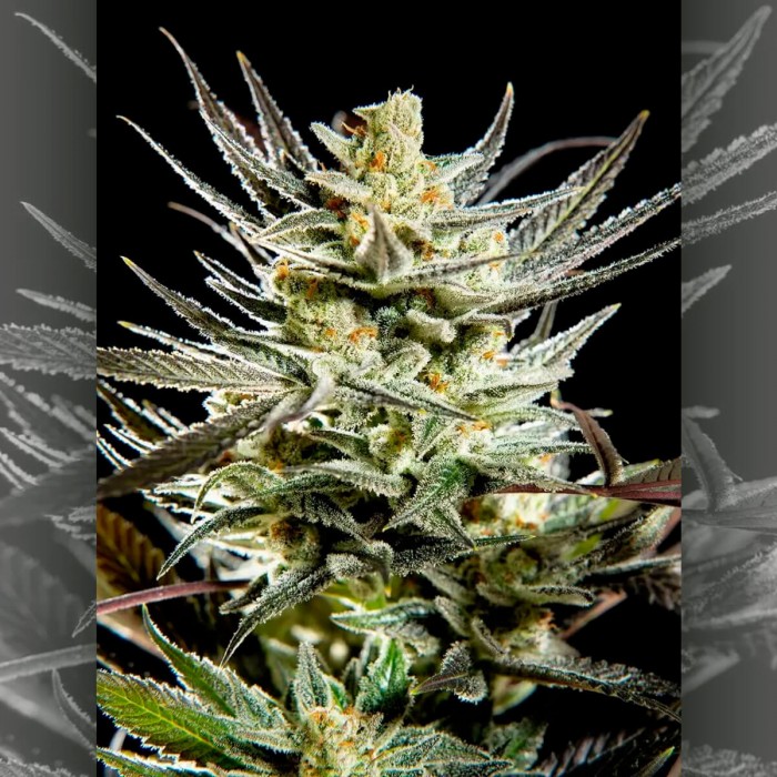 Semillas feminizadas Fruity Jack de Philosopher Seeds, cogollo grande.