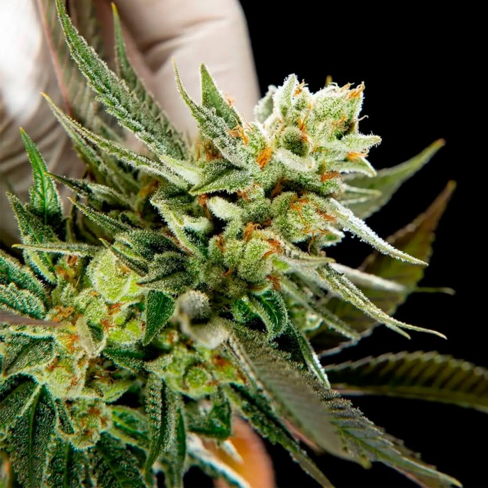Semillas feminizadas Fruity Jack de Philosopher Seeds, tricomas.