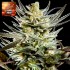 FRUITY JACK CBD (Philosopher Seeds)