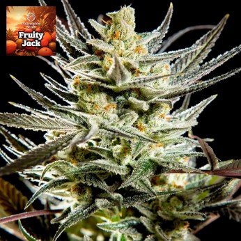 Semillas feminizadas Fruity Jack de Philosopher Seeds.