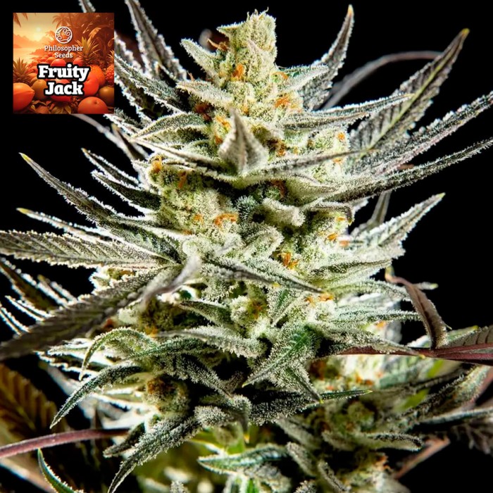 Semillas feminizadas Fruity Jack de Philosopher Seeds.
