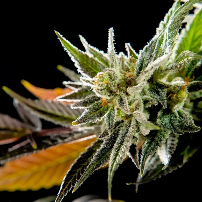 Semillas feminizadas Fruity Jack de Philosopher Seeds, cogollo resinoso