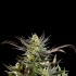 Semillas feminizadas Fruity Jack de Philosopher Seeds, flores.