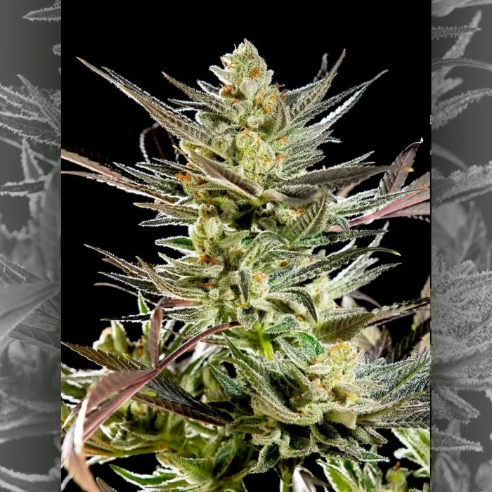 Semillas feminizadas Fruity Jack de Philosopher Seeds, punta principal.