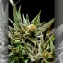 Semillas feminizadas Fruity Jack de Philosopher Seeds, resina.