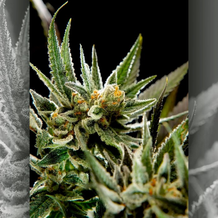Semillas feminizadas Fruity Jack de Philosopher Seeds, resina.
