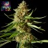 Semillas feminizadas Amnesika 2.0 de Philosopher Seeds.