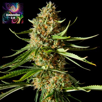 Semillas feminizadas Amnesika 2.0 de Philosopher Seeds.