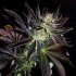 Semillas feminizadas purple Punch x Do Si Dos de Philosopher Seeds, cogollo morado.