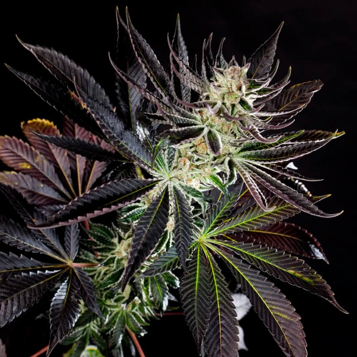 Semillas feminizadas purple Punch x Do Si Dos de Philosopher Seeds, cogollo morado.