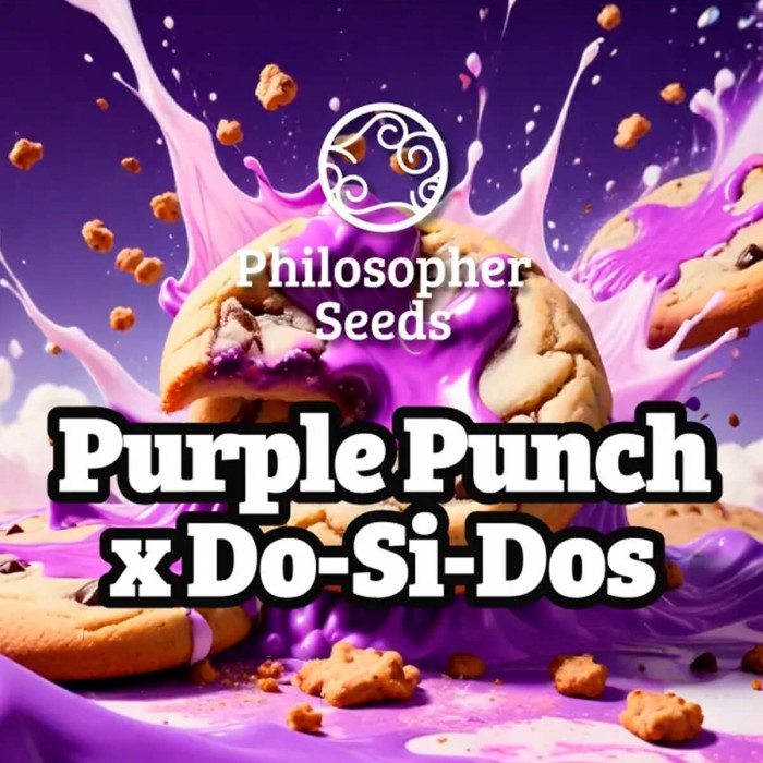Semillas feminizadas purple Punch x Do Si Dos de Philosopher Seeds, logo.