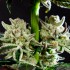 Semillas feminizadas purple Punch x Do Si Dos de Philosopher Seeds, tricomas.