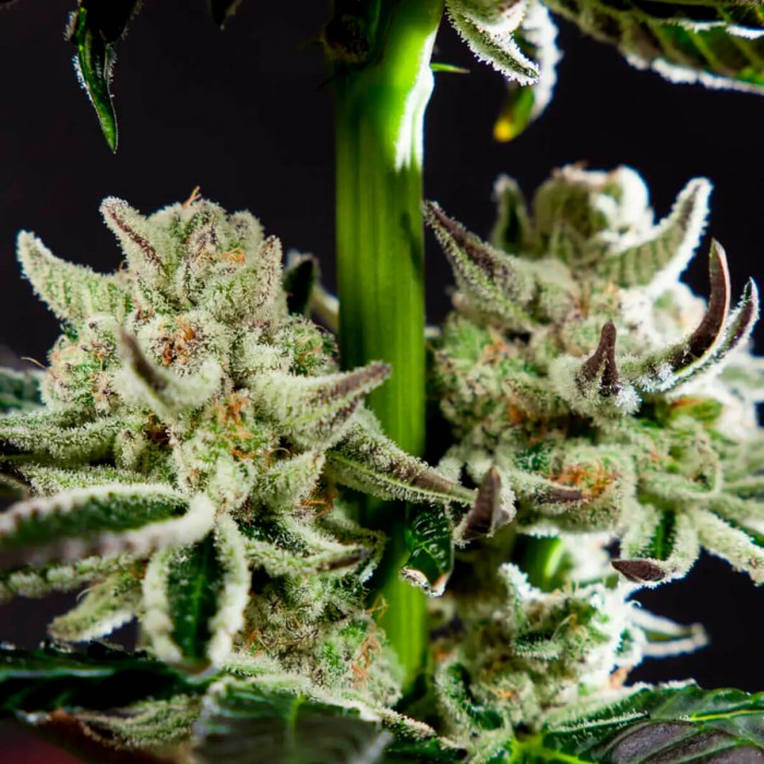 Semillas feminizadas purple Punch x Do Si Dos de Philosopher Seeds, tricomas.