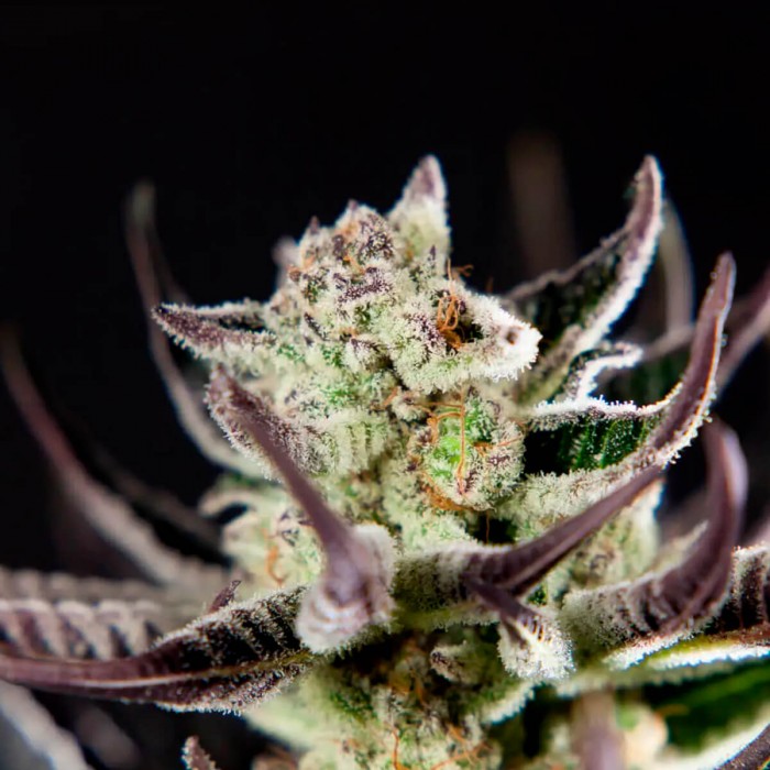Semillas feminizadas purple Punch x Do Si Dos de Philosopher Seeds, resina.