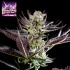 Semillas feminizadas purple Punch x Do Si Dos de Philosopher Seeds.