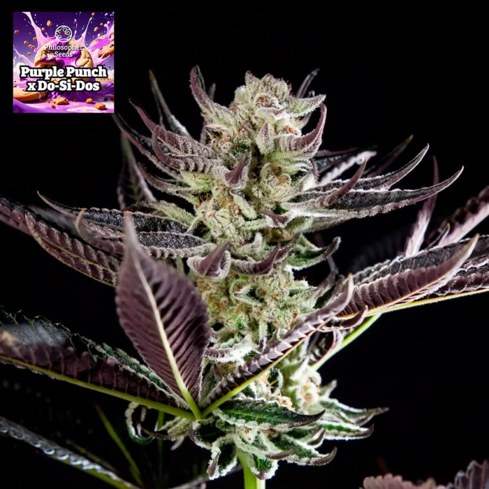 Semillas feminizadas purple Punch x Do Si Dos de Philosopher Seeds.