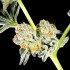 Semillas feminizadas Key Lime Pie x Do Si Dos de Philosopher Seeds, cogollos blancos.