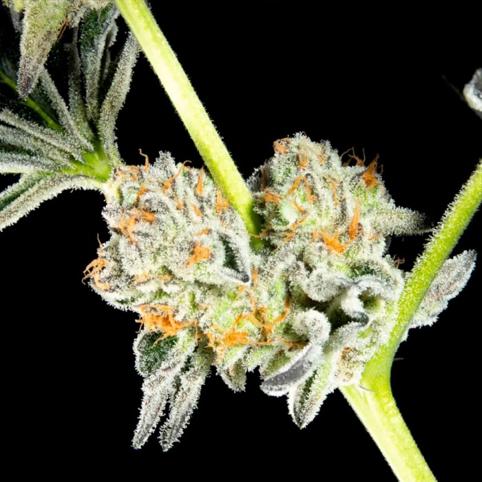 Semillas feminizadas Key Lime Pie x Do Si Dos de Philosopher Seeds, cogollos blancos.
