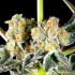 Semillas feminizadas Key Lime Pie x Do Si Dos de Philosopher Seeds, resina.