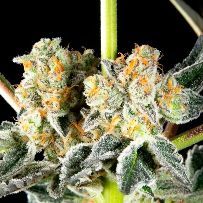 Semillas feminizadas Key Lime Pie x Do Si Dos de Philosopher Seeds, resina.