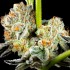 Semillas feminizadas Key Lime Pie x Do Si Dos de Philosopher Seeds, tricomas.