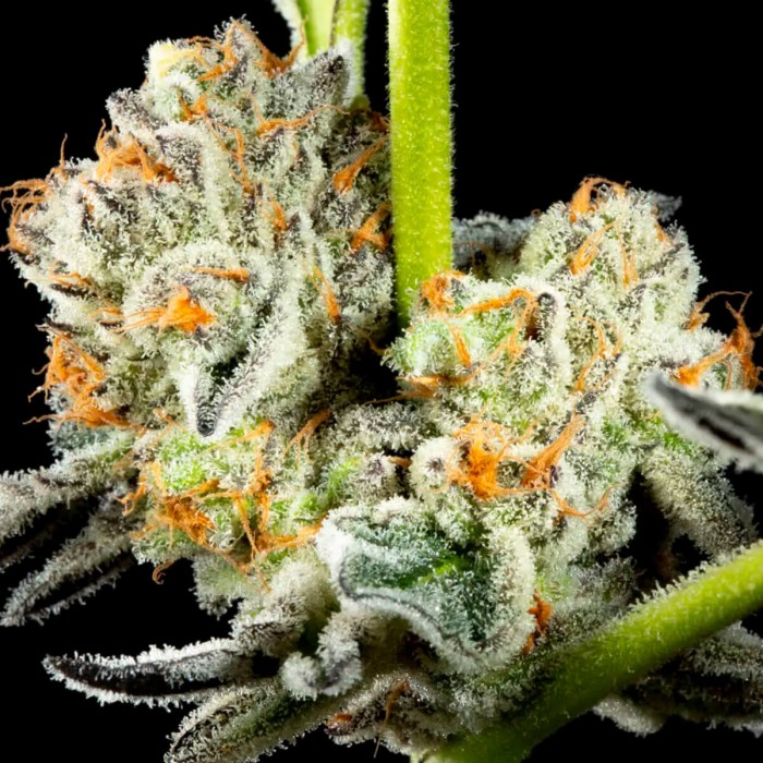 Semillas feminizadas Key Lime Pie x Do Si Dos de Philosopher Seeds, tricomas.