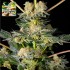 Semillas feminizadas Key Lime Pie x Do Si Dos de Philosopher Seeds.