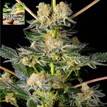 Semillas feminizadas Key Lime Pie x Do Si Dos de Philosopher Seeds.