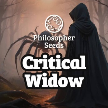 Semillas feminizadas Critical Widow de Philosopher Seeds.