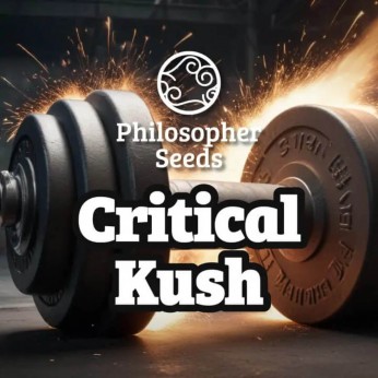 Semillas feminizadas Critical Kush de Philosopher Seeds.