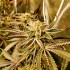 Semillas feminizadas Pure Michigan de Philosopher Seeds, cogollo resinoso.
