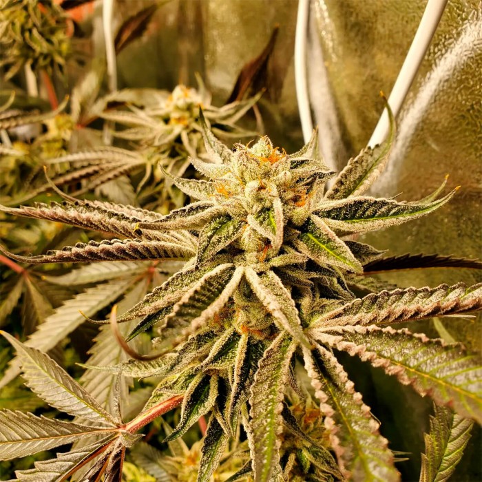 Semillas feminizadas Pure Michigan de Philosopher Seeds, cogollo resinoso.