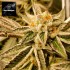 Semillas feminizadas Pure Michigan de Philosopher Seeds.