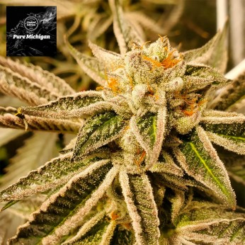 Semillas feminizadas Pure Michigan de Philosopher Seeds.