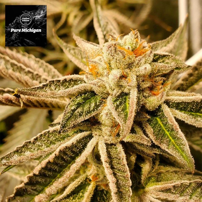 Semillas feminizadas Pure Michigan de Philosopher Seeds.
