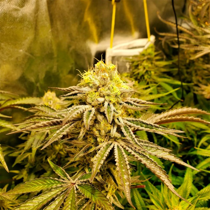 Semillas feminizadas Pure Michigan de Philosopher Seeds, interior.