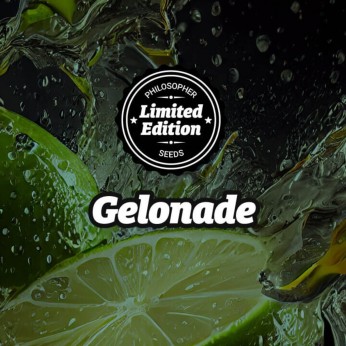 Semillas feminizadas Gelonade de Philosopher Seeds, logo.